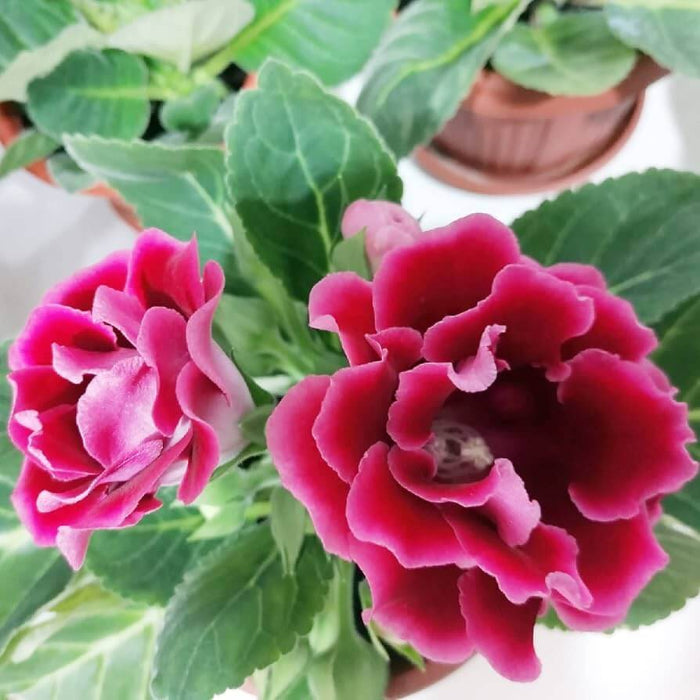 Red Gloxinia Seeds - Heirloom Flower Plant for Home Gardens