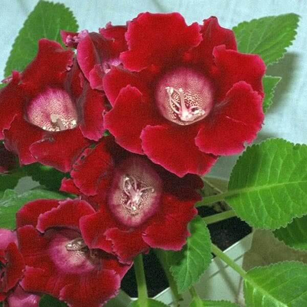 Red Gloxinia Seeds - Heirloom Flower Plant for Home Gardens