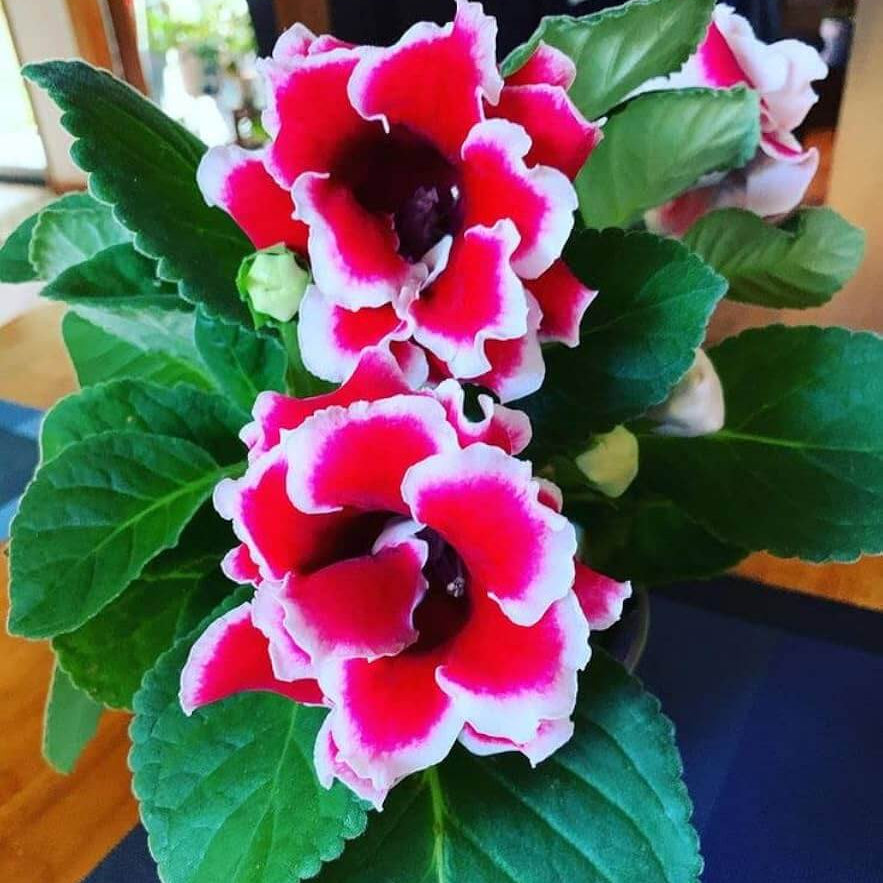 Red Gloxinia Seeds - Heirloom Flower Plant for Home Gardens