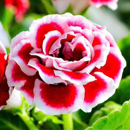 Red Gloxinia Seeds - Heirloom Flower Plant for Home Gardens