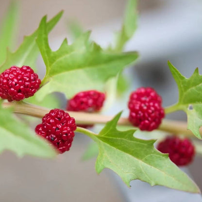 Red Goosefoot Seeds