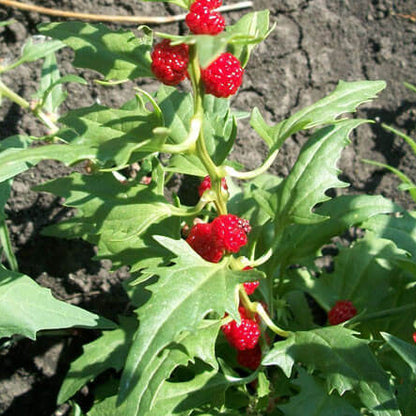 Red Goosefoot Seeds