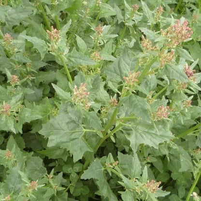 Red Goosefoot Seeds