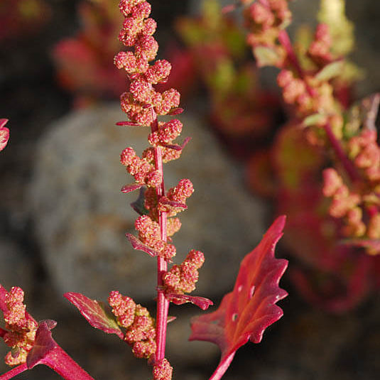 Red Goosefoot Seeds 