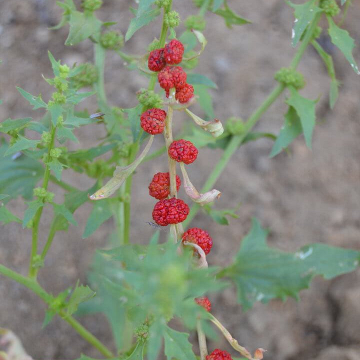 Red Goosefoot Seeds