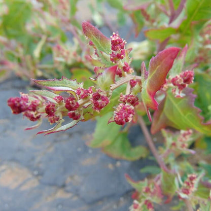 Red Goosefoot Seeds 