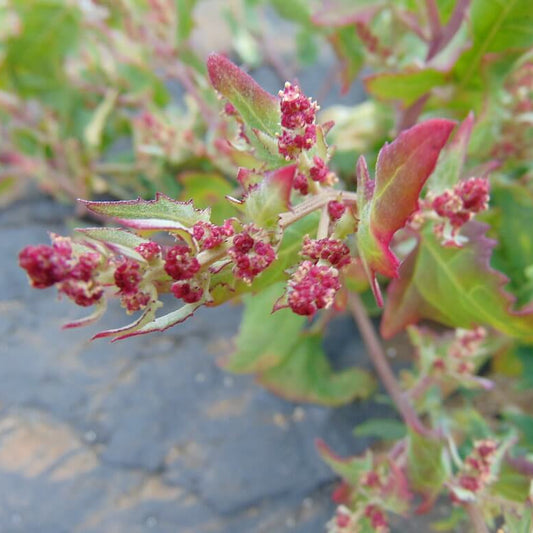 Red Goosefoot Seeds 