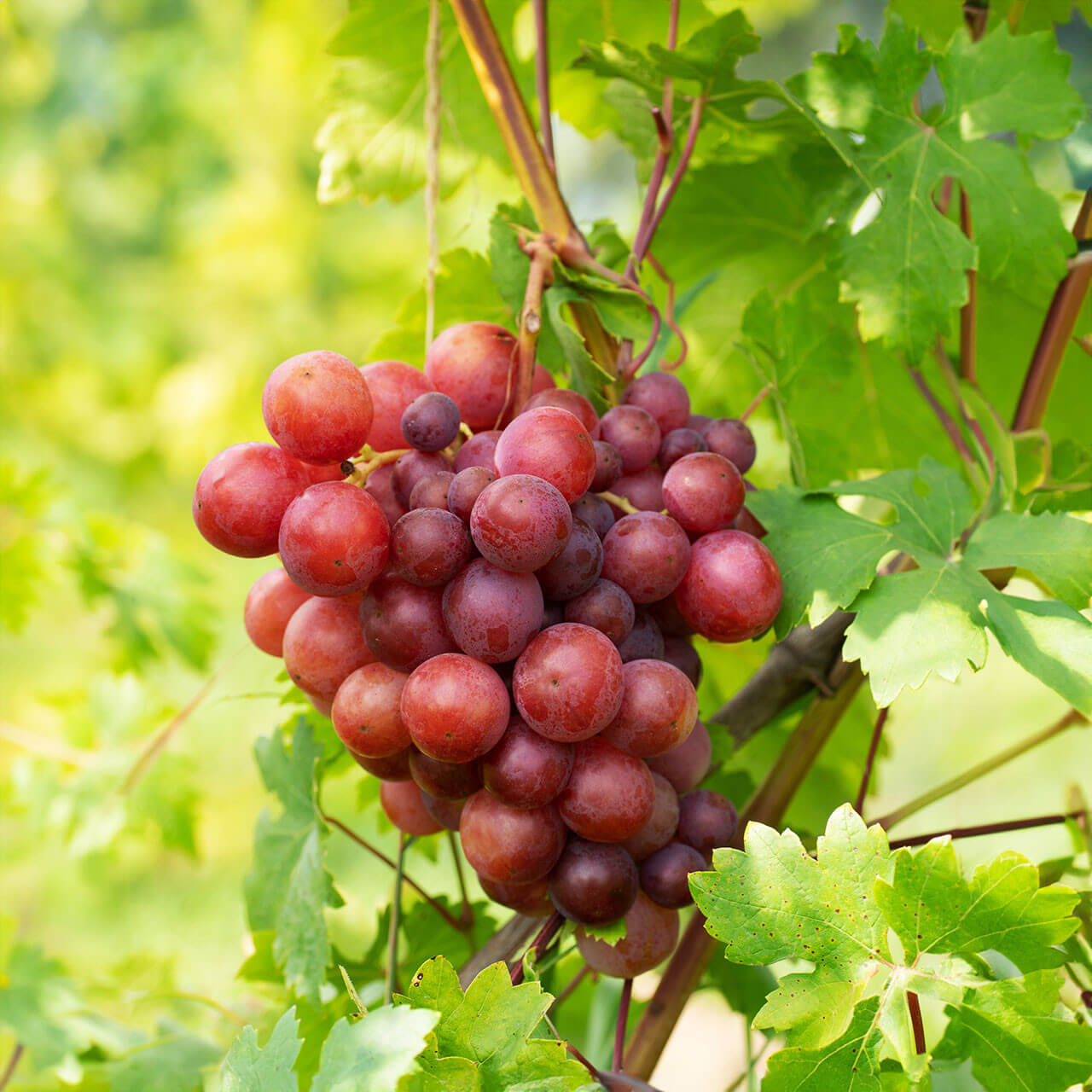 Red Grape Seeds