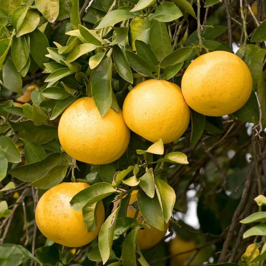 Red Grapefruit Seeds