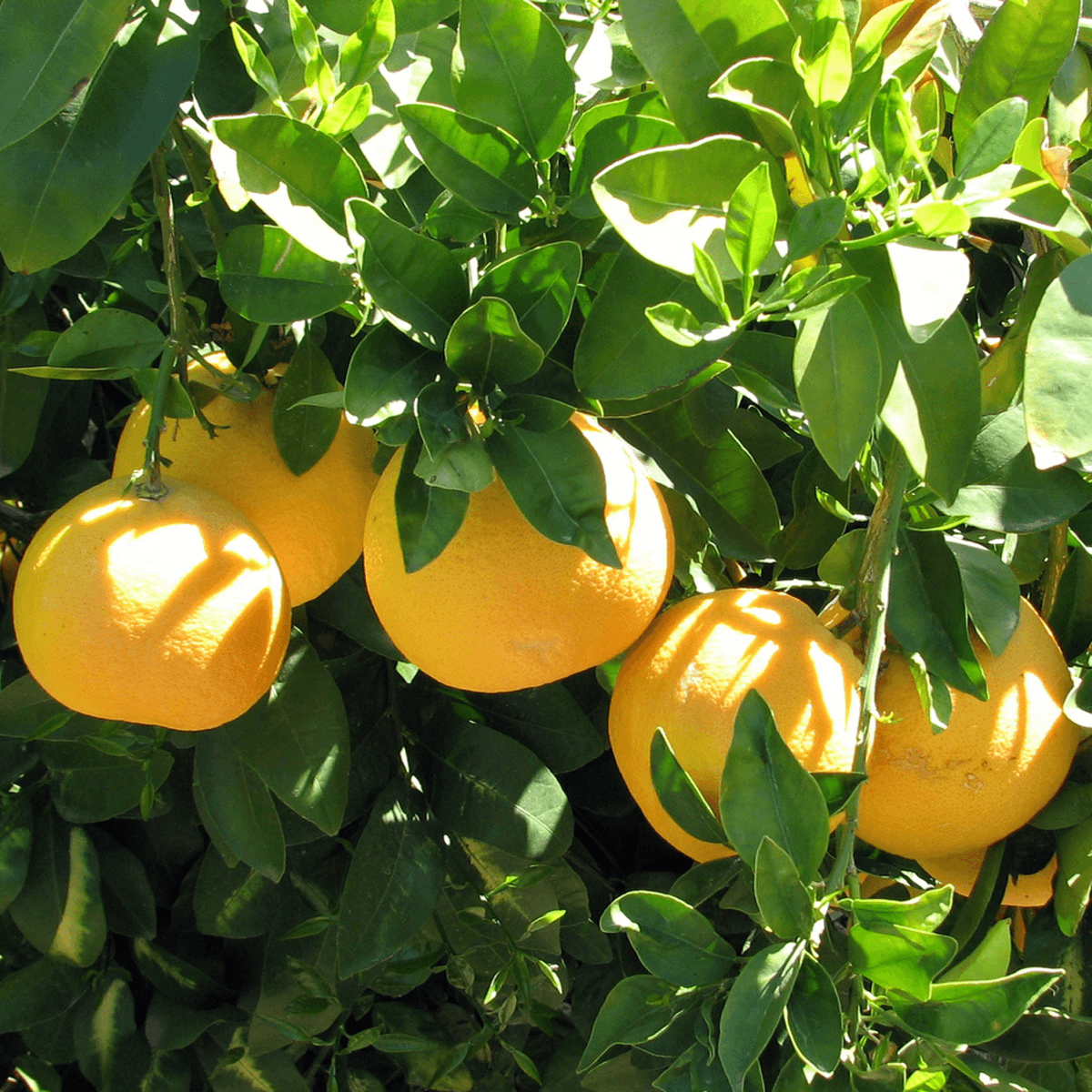 Red Grapefruit Seeds