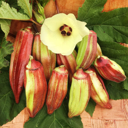 Red & Green Okra Seeds