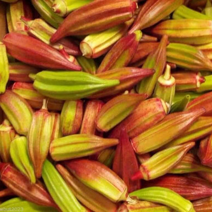 Red & Green Okra Seeds