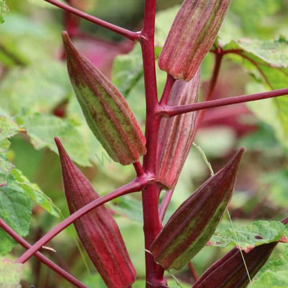 Red & Green Okra Seeds