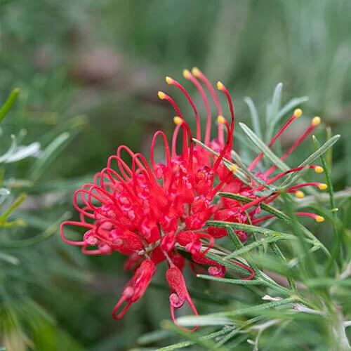 Red Grevillea Seeds 