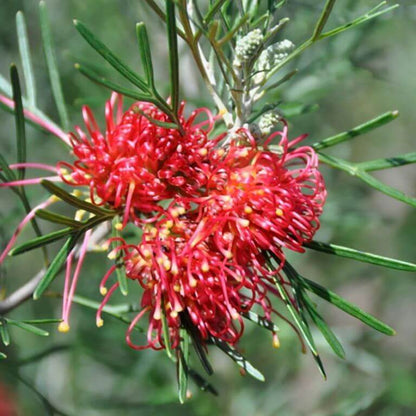 Red Grevillea Seeds 