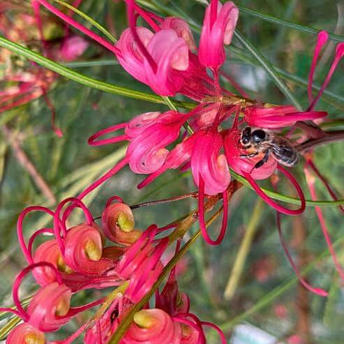 Red Grevillea Seeds 