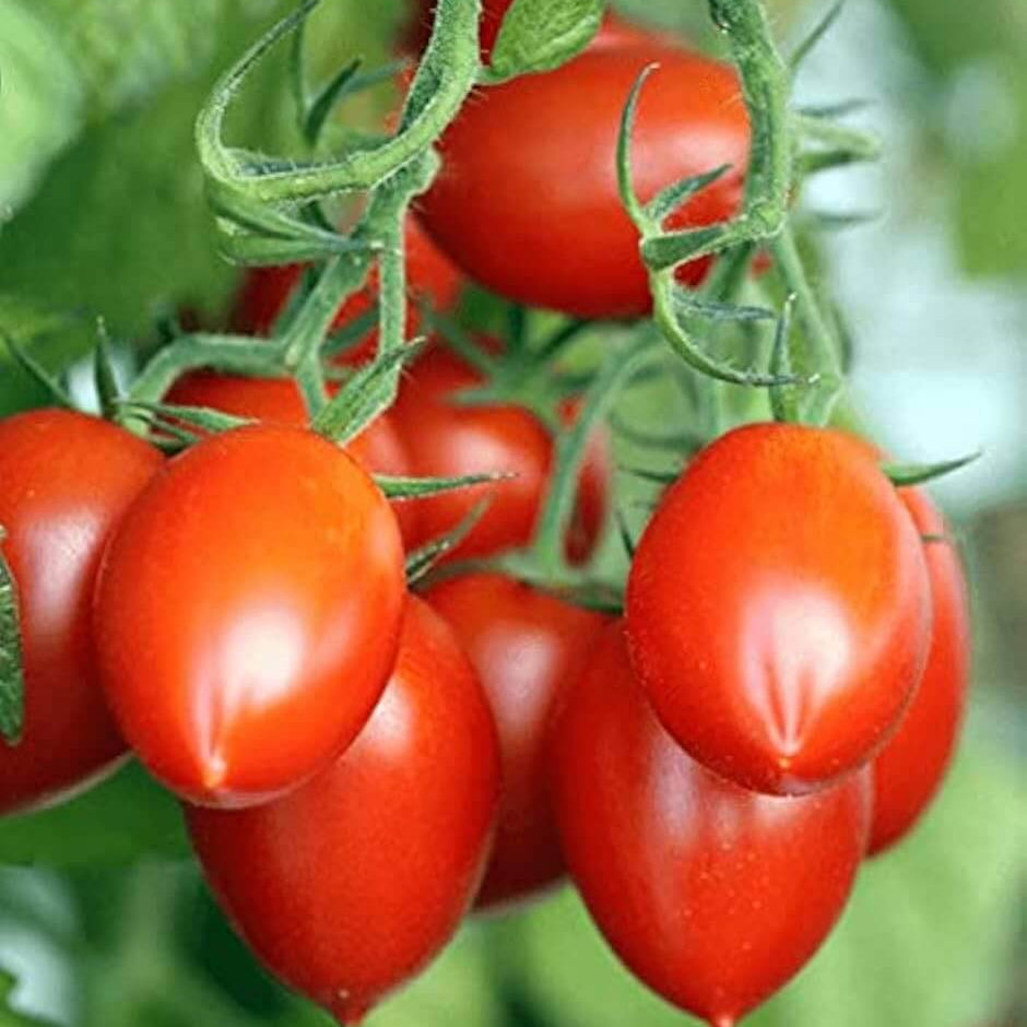 Red Grushovka Tomato Seeds 
