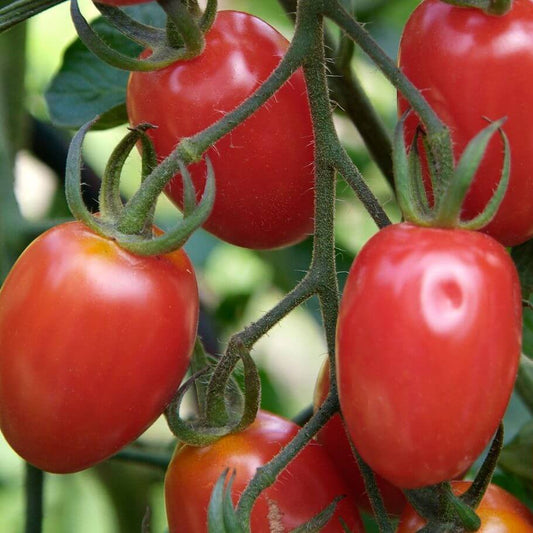 Red Grushovka Tomato Seeds 
