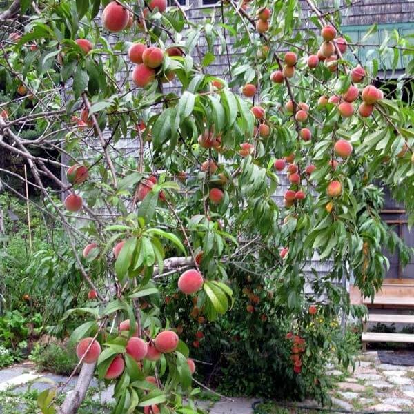 Red Haven Peach Seeds 