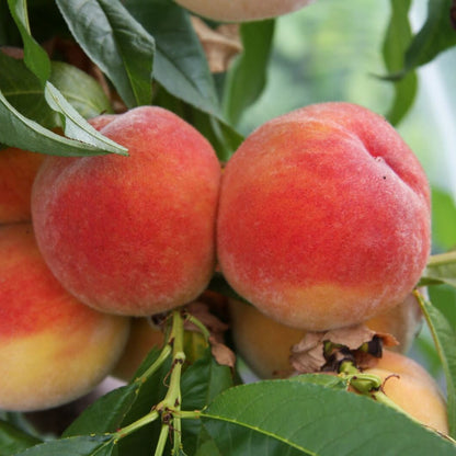 Red Haven Peach Seeds 