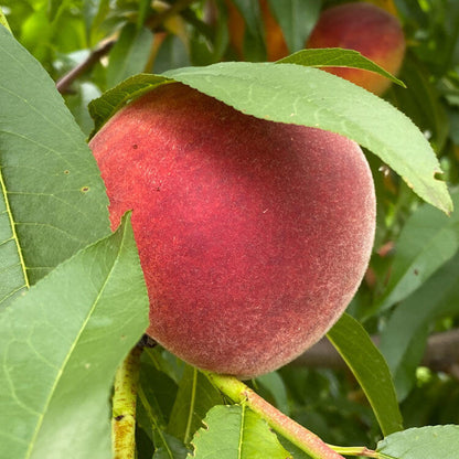 Red Haven Peach Seeds 