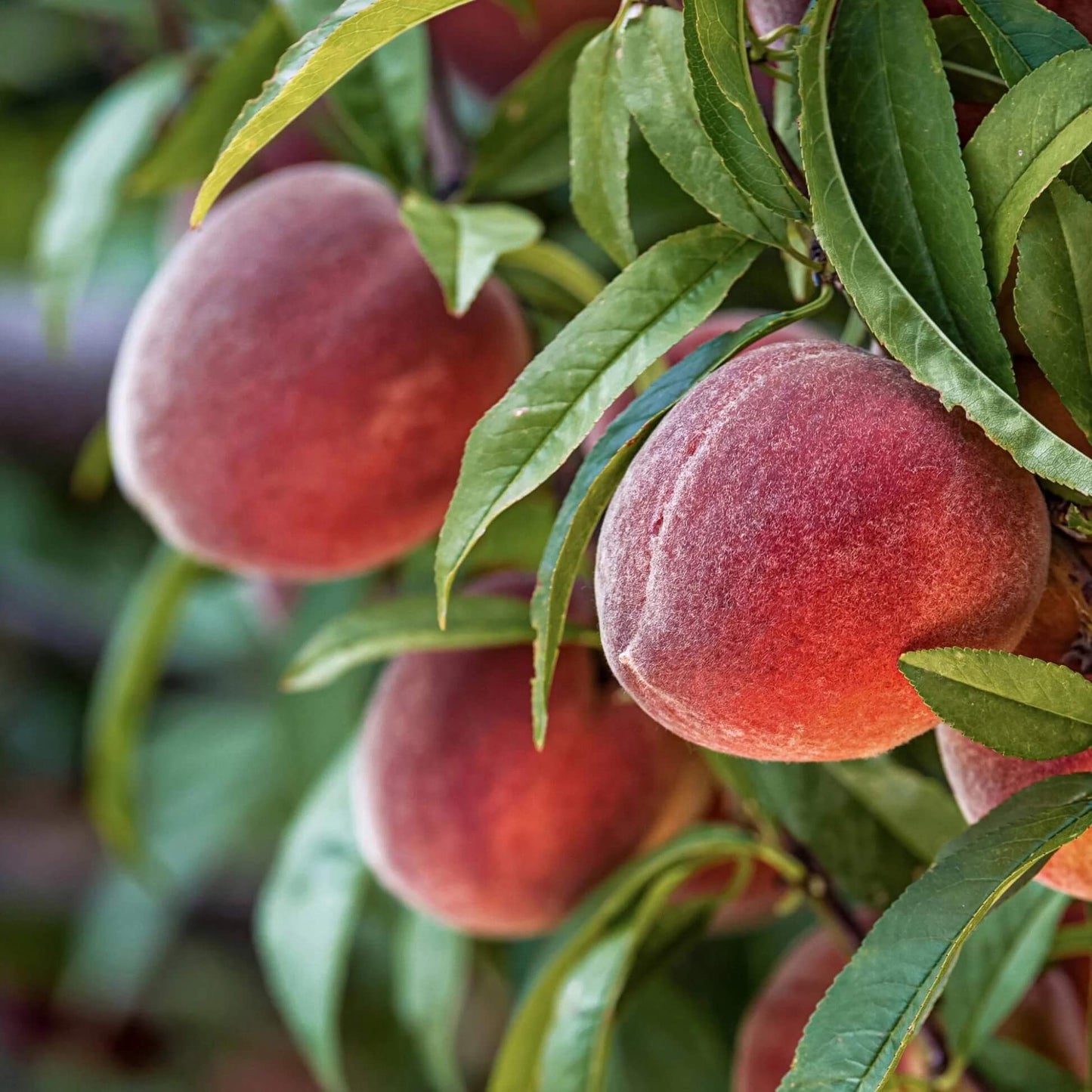 Red Haven Peach Seeds 