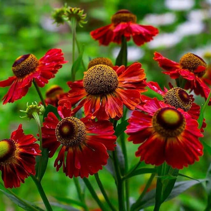 Red Helenium Seeds - Flower Plant for Home Gardens