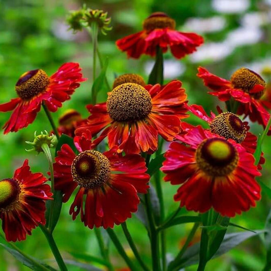 Red Helenium Seeds - Flower Plant for Home Gardens