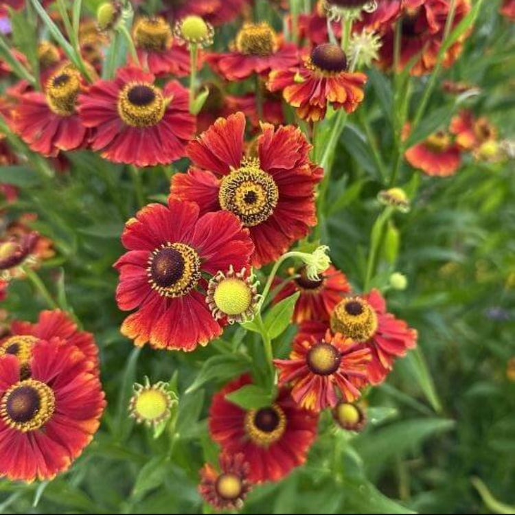 Red Helenium Seeds - Flower Plant for Home Gardens