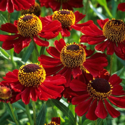 Red Helenium Seeds - Flower Plant for Home Gardens