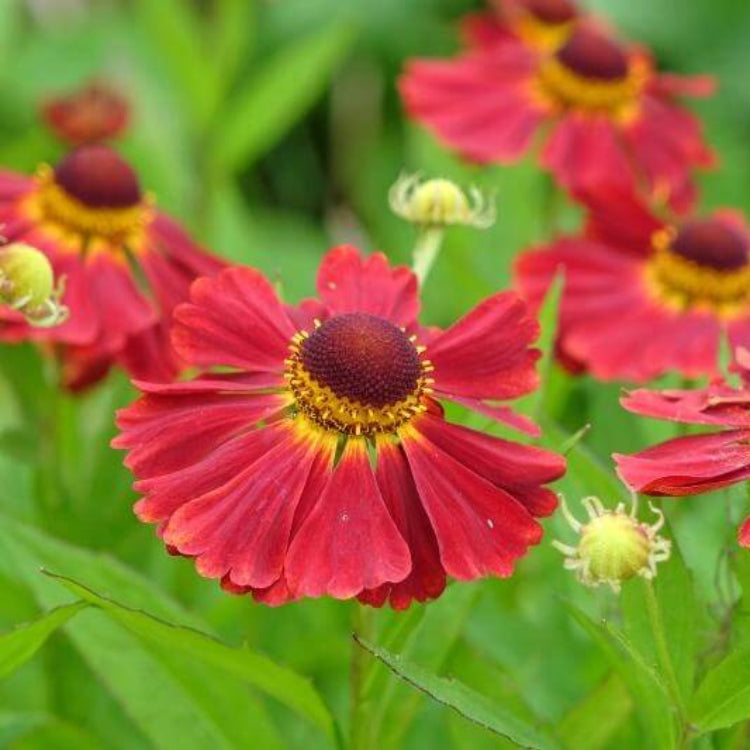 Red Helenium Seeds - Flower Plant for Home Gardens