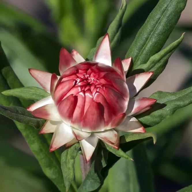Red Helichrysum italicum 