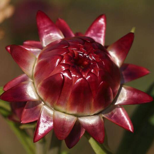 Red Helichrysum italicum 