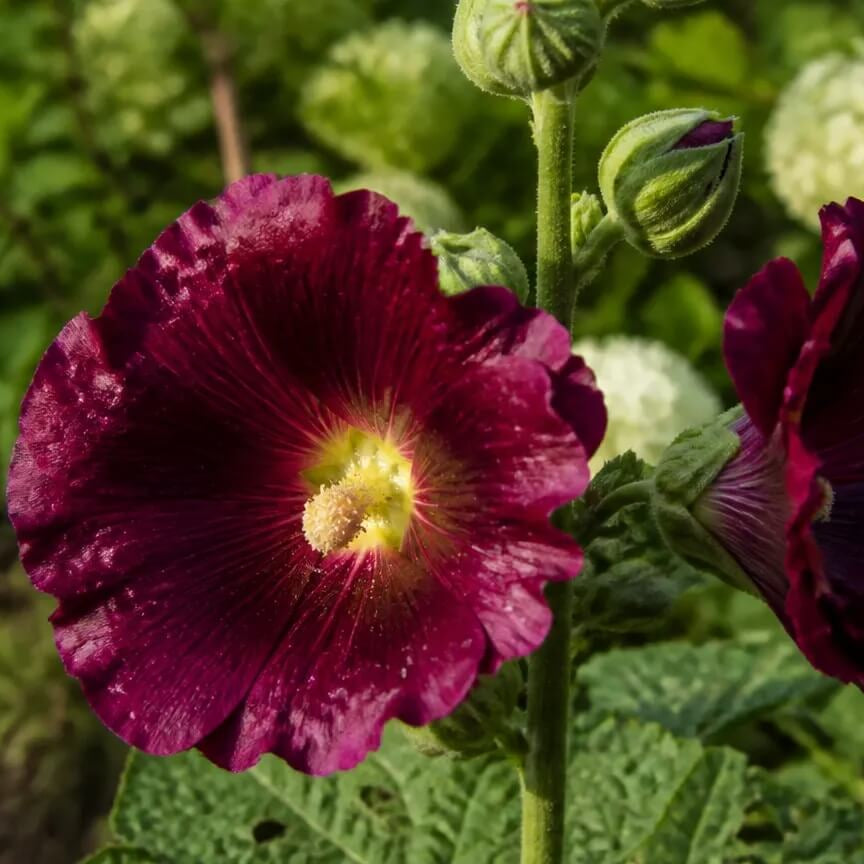 Red Hollyhock Seeds - Heirloom Flower Plant for Home Gardens