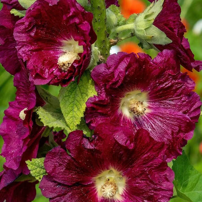 Red Hollyhock Seeds - Heirloom Flower Plant for Home Gardens