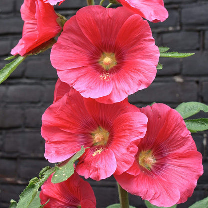 Red Hollyhock Seeds - Heirloom Flower Plant for Home Gardens