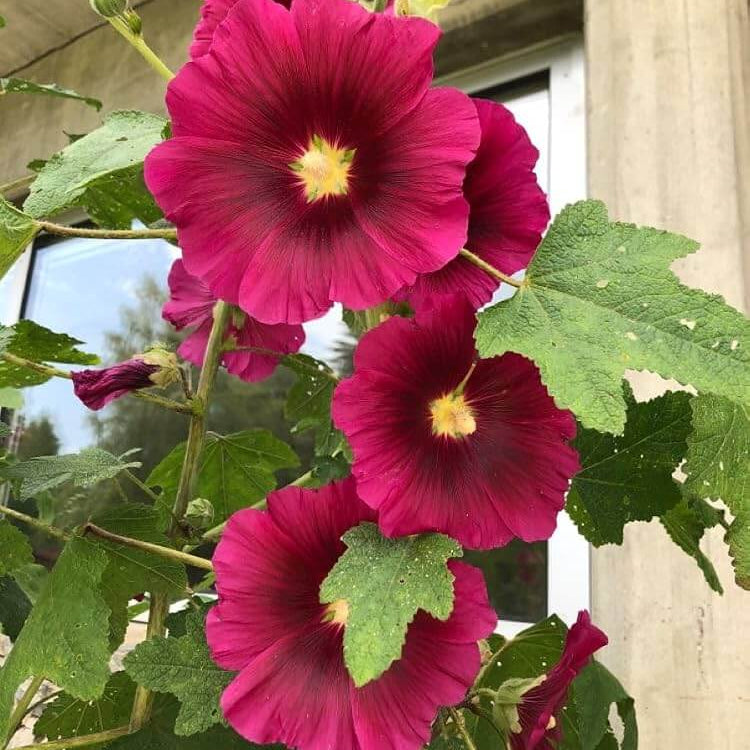 Red Hollyhock Seeds - Heirloom Flower Plant for Home Gardens