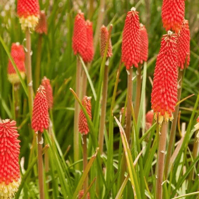 Red Hot Poker Seeds - Flower Plant