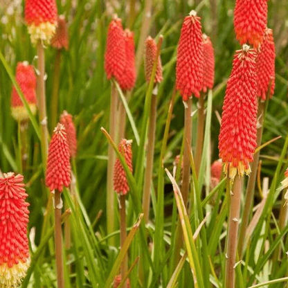 Red Hot Poker Seeds - Flower Plant