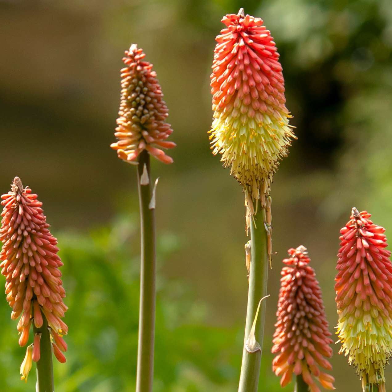Red Hot Poker Seeds - Flower Plant