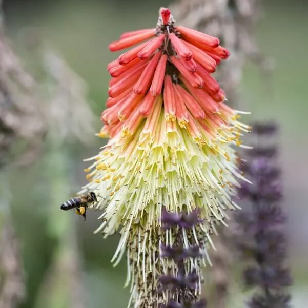 Red Hot Poker Seeds - Flower Plant
