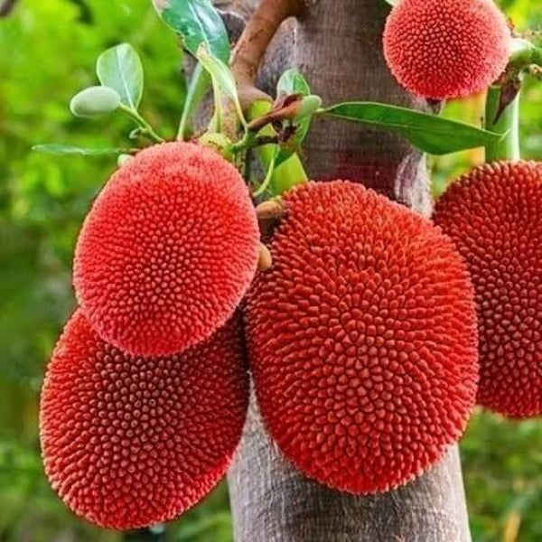 Red Jackfruit Seeds 