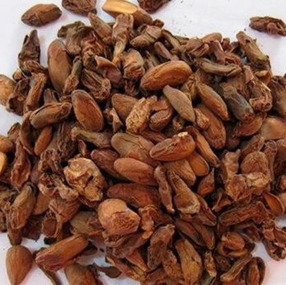 Red Jackfruit Seeds 