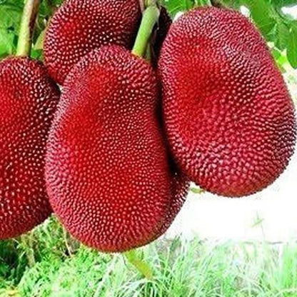 Red Jackfruit Seeds 