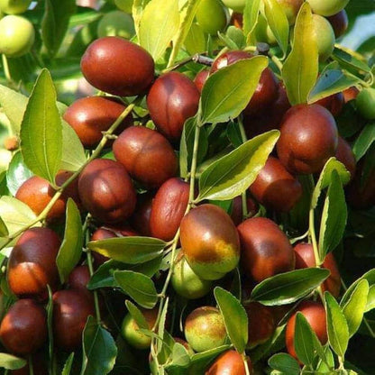 Red Jujube Seeds 
