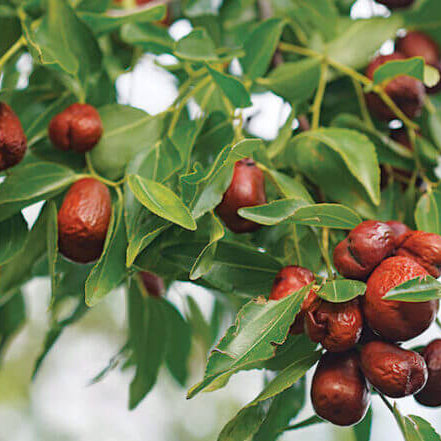 Red Jujube Seeds 