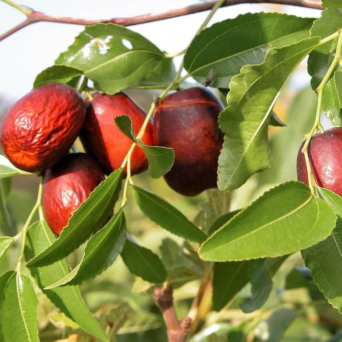 Red Jujube Seeds 