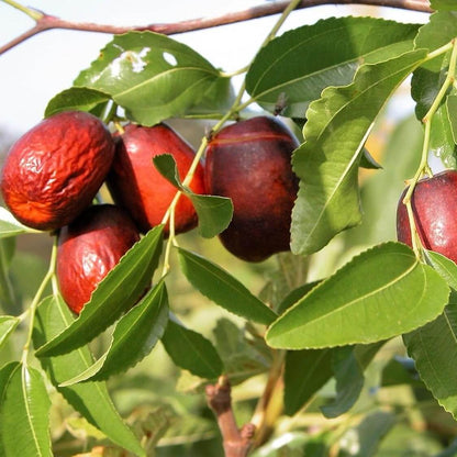 Red Jujube Seeds 