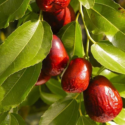 Red Jujube Seeds 