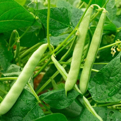 Red Kidney Pole Bean Seeds